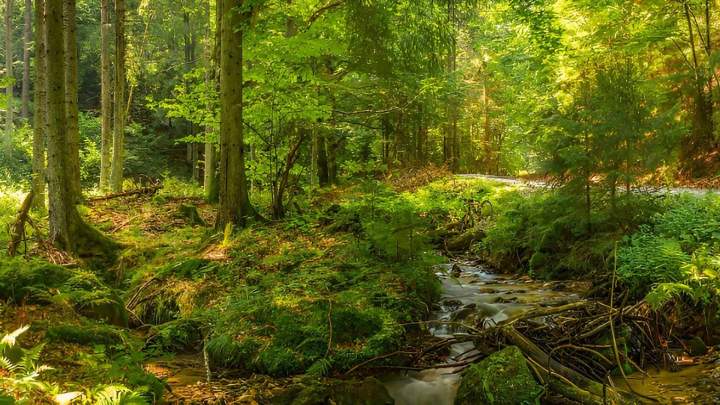 La forêt en Île-de-France