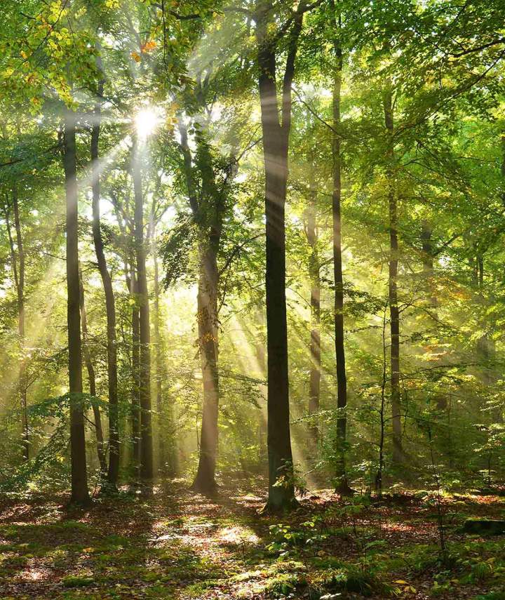 Forêt Île-de-France